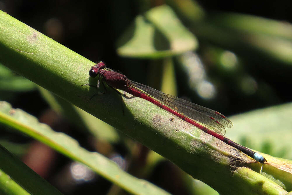 Image of Oxyagrion terminale Selys 1876