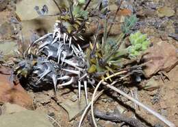 Image of Pelargonium hystrix Harv.