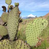 Plancia ëd <i>Opuntia oligacantha</i>