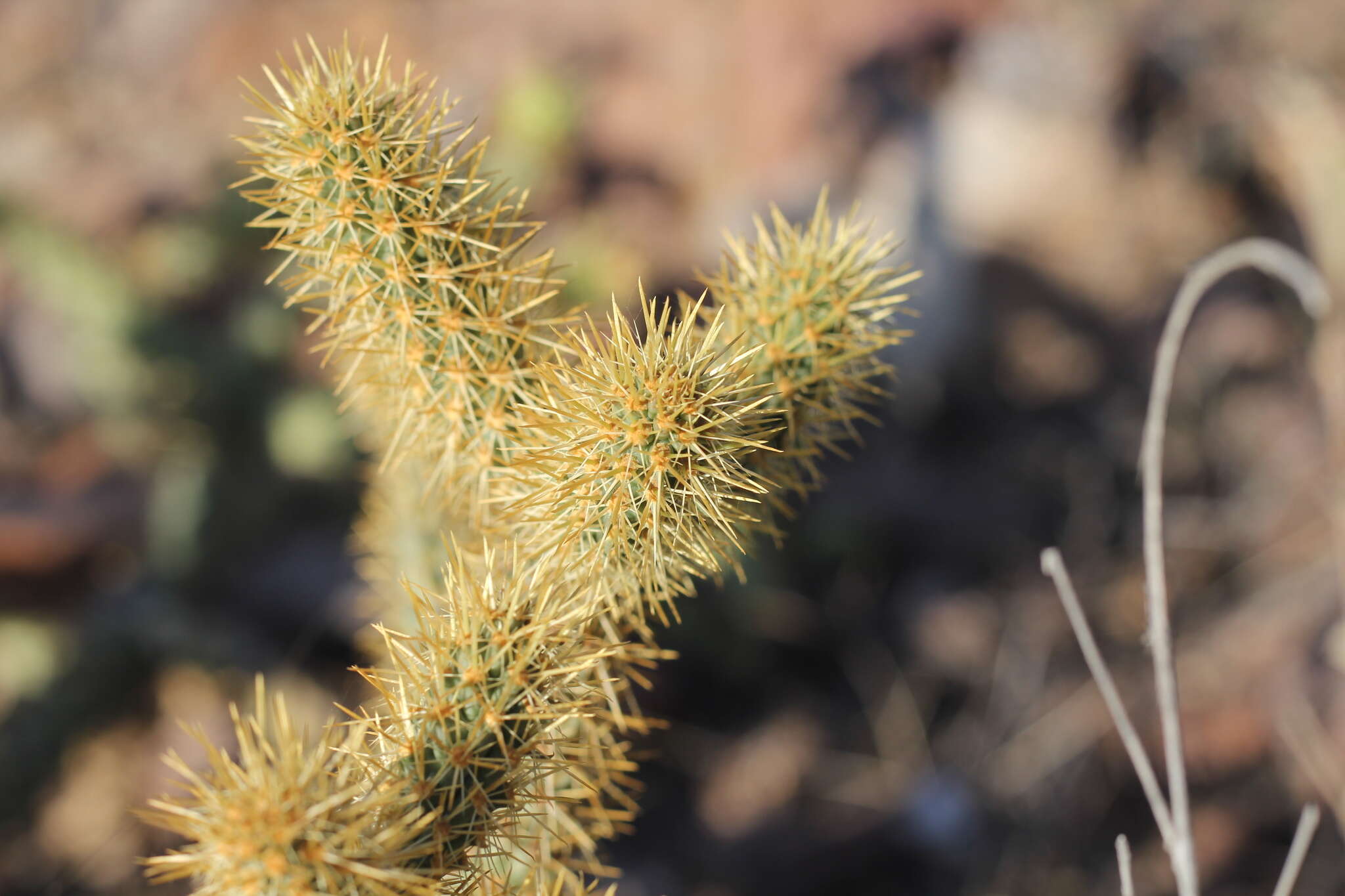 Image of Cylindropuntia alcahes var. burrageana (Britton & Rose) Rebman