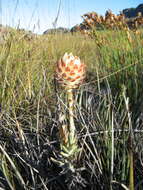 Plancia ëd Syncarpha variegata (Berg.) B. Nord.