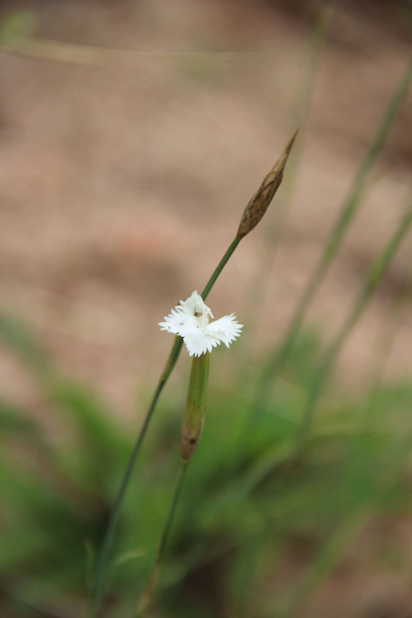 Plancia ëd Dianthus fragrans Bieb.