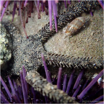 Image of Californian margin shell