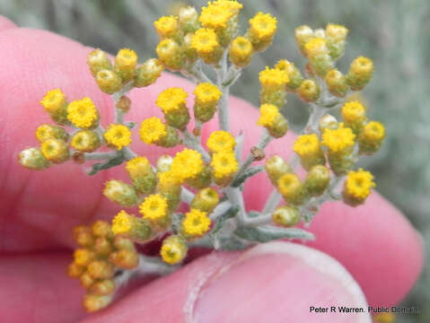 Image of Helichrysum cymosum subsp. calvum Hilliard