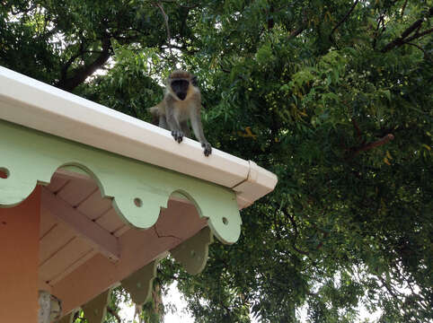 Image of Green Monkey