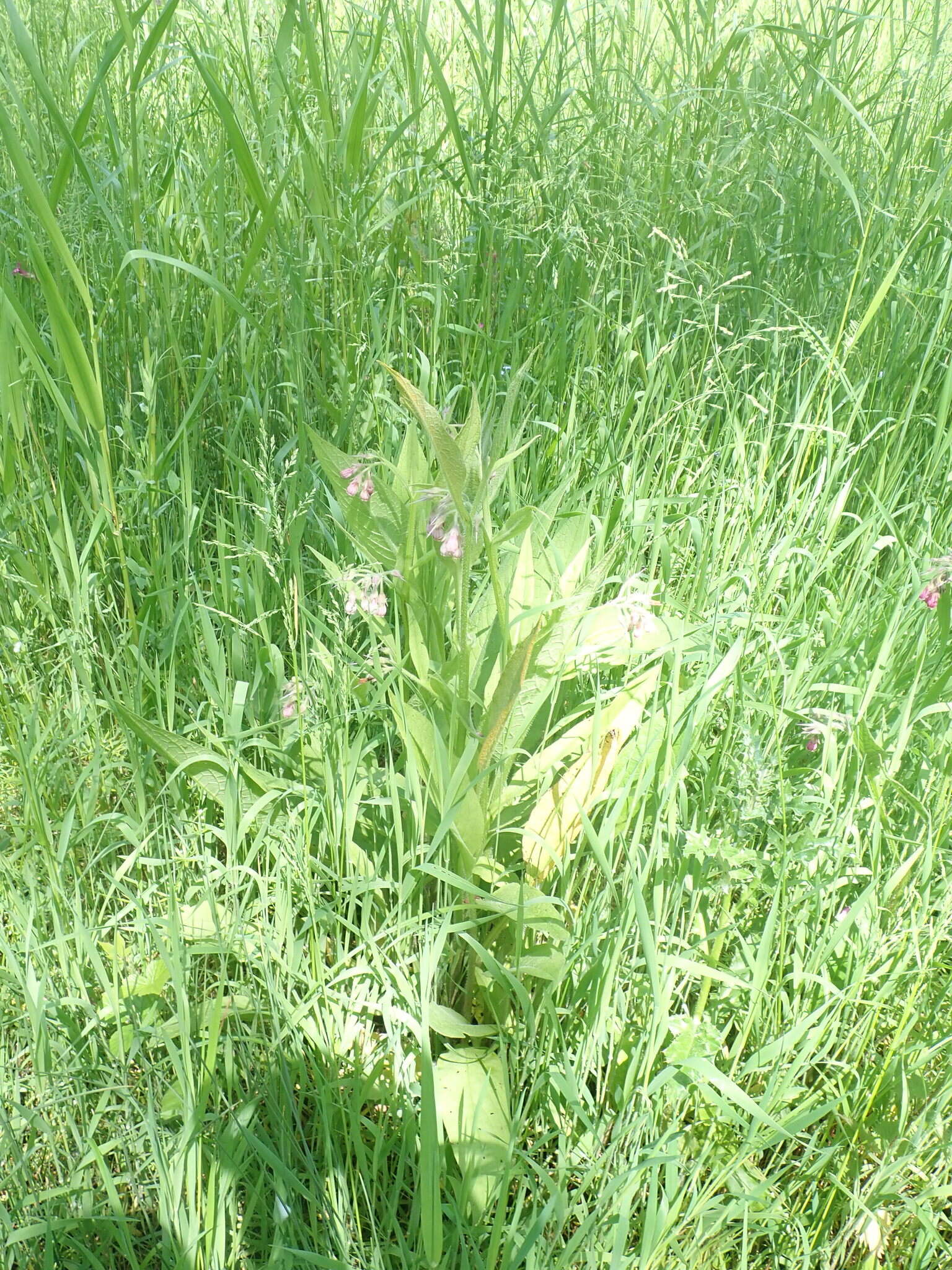 Image of Pucciniastrum symphyti (DC.) McKenzie & Padamsee 2014