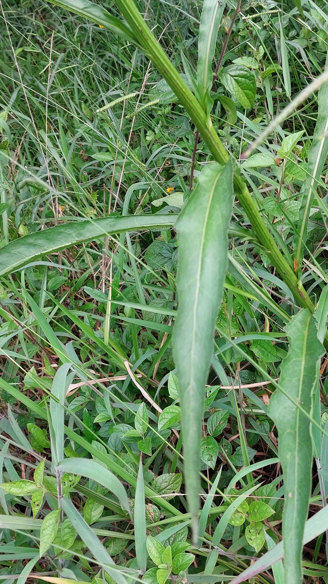 Plancia ëd Leptostelma maxima D. Don