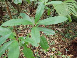 Image of Ixora pudica Baker