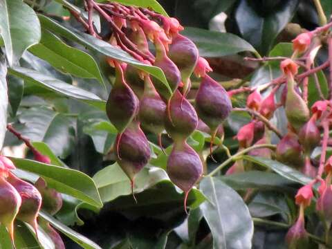 Image of Yellow bean