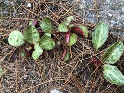 Image of Pyrola japonica Klenze ex Alef.