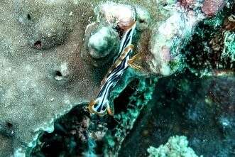 Image de Chromodoris strigata Rudman 1982