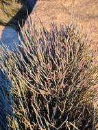 Ephedra alata Decne. resmi