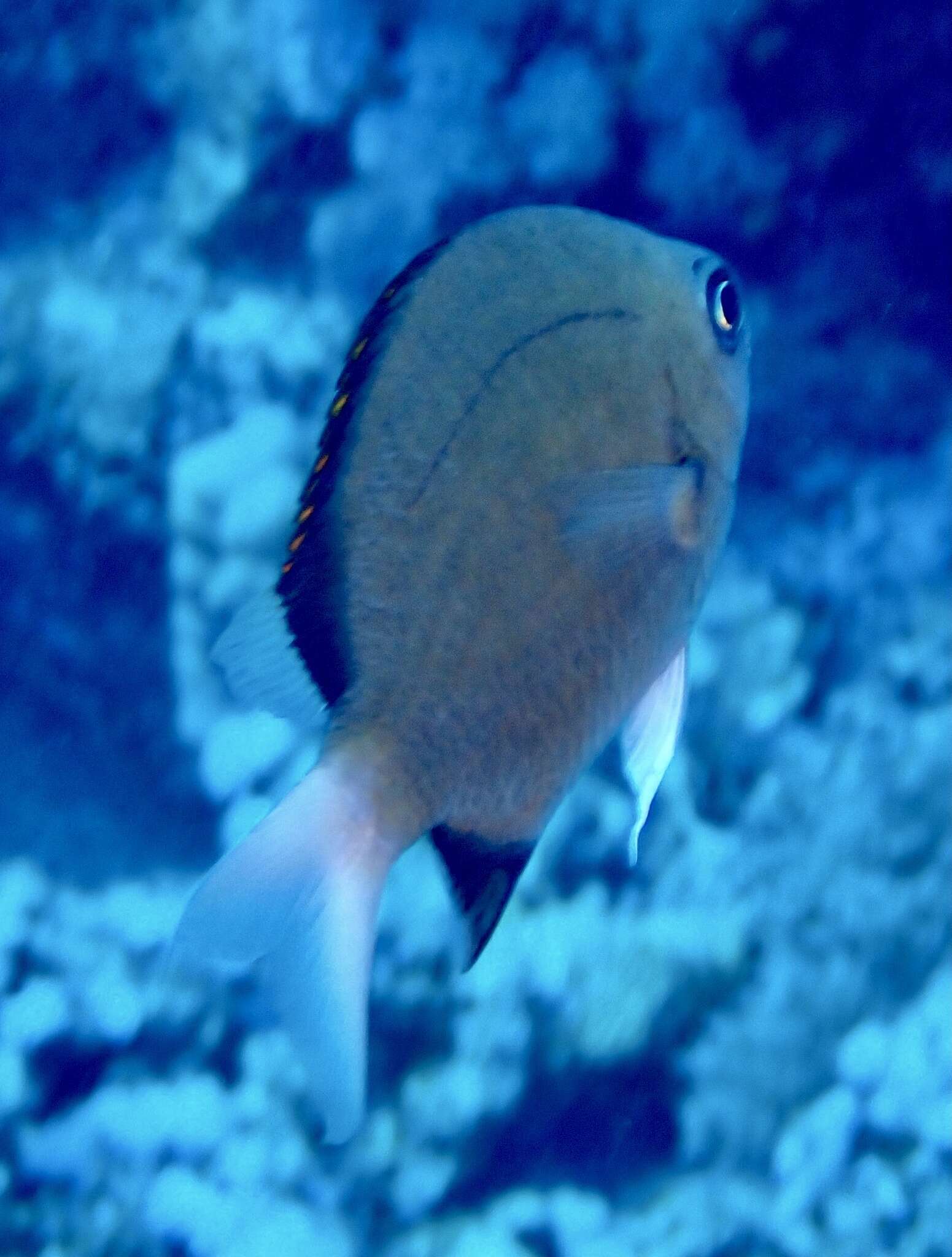 Image of Pemba chromis