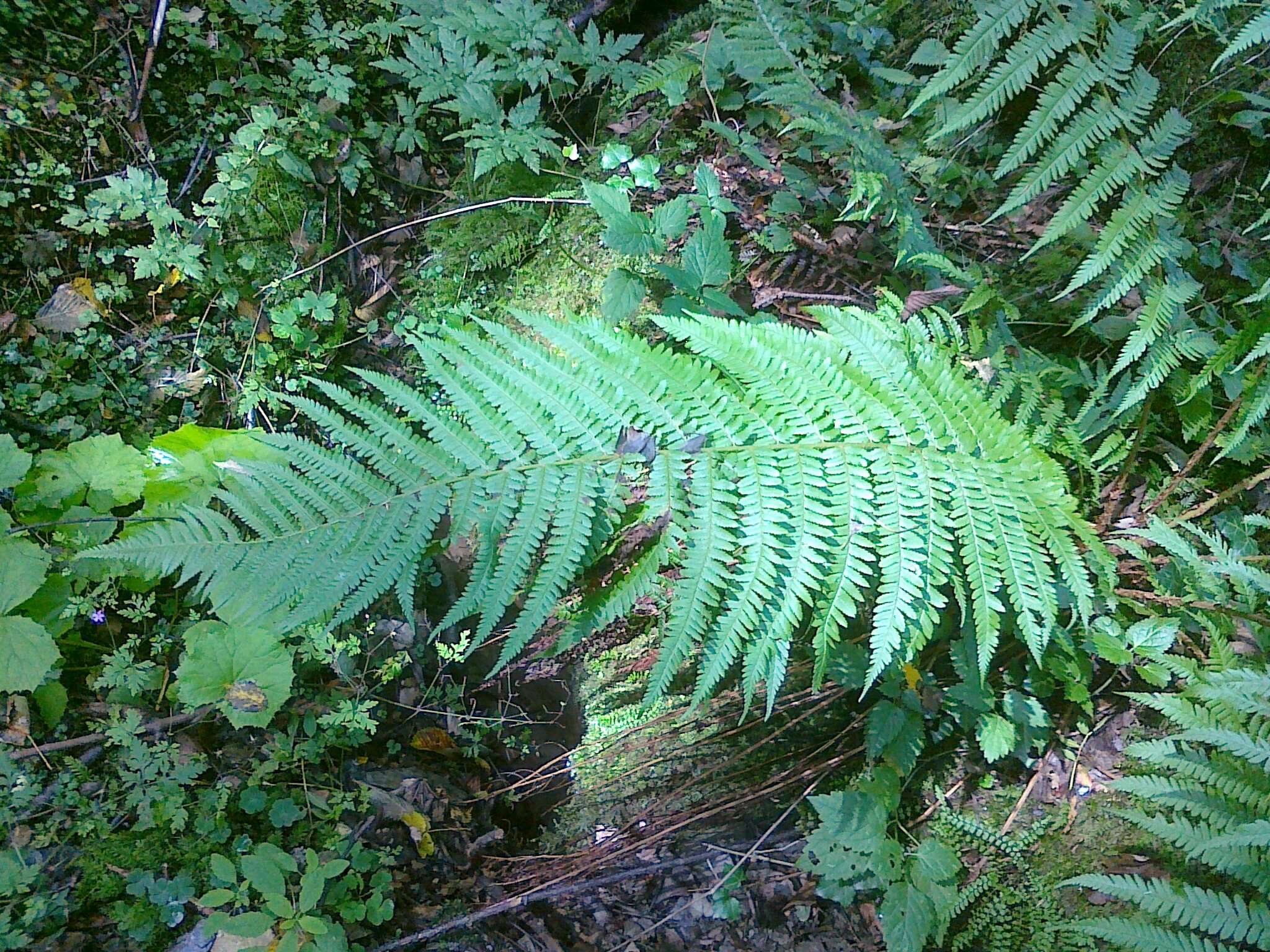 Image of male fern