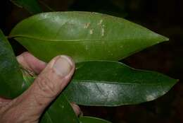 Image of Hedraianthera porphyropetala F Müll.