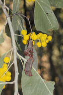 Image of Acacia bancroftiorum Maiden