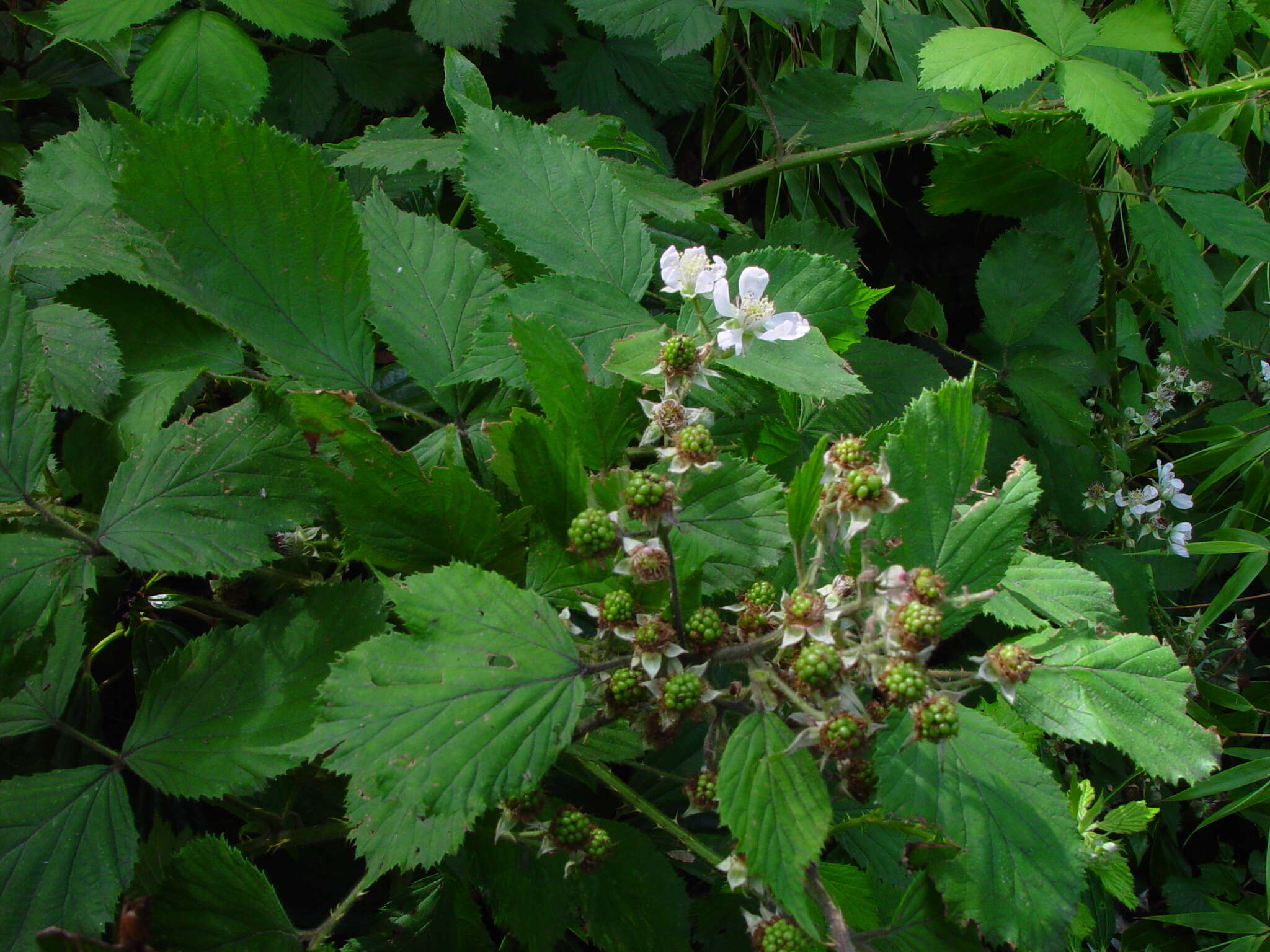 Image of Rubus dentatifolius (Briggs) W. C. R. Watson