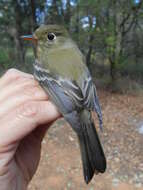 Image of Cordilleran Flycatcher