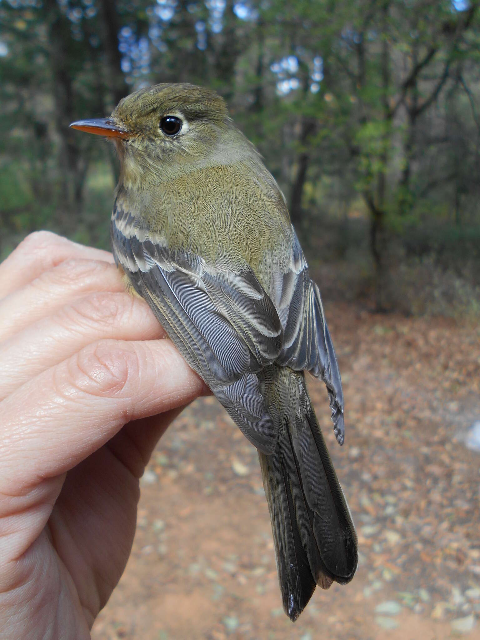 Empidonax occidentalis Nelson 1897的圖片