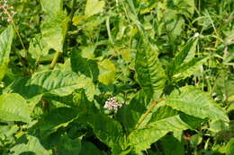 Sivun Pokeweed mosaic virus kuva