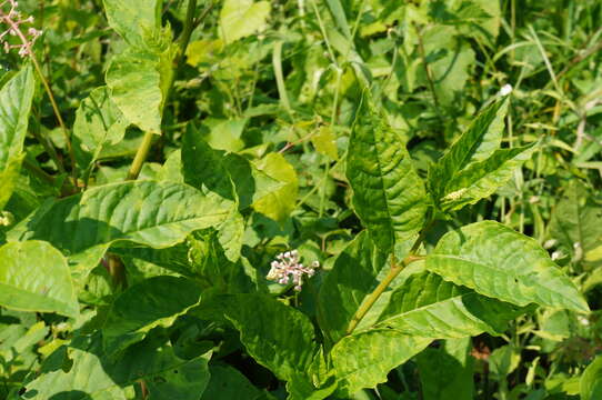 Sivun Pokeweed mosaic virus kuva