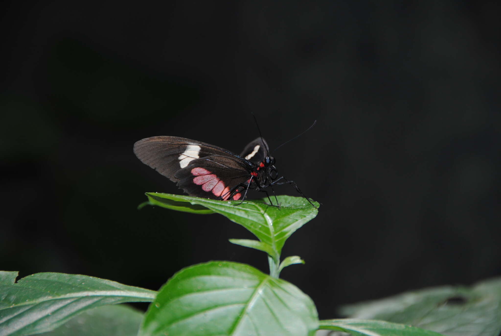 صورة Parides eurimedes (Stoll 1782)