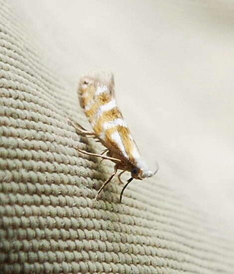 Image of Argyresthia aureoargentella Brower 1953