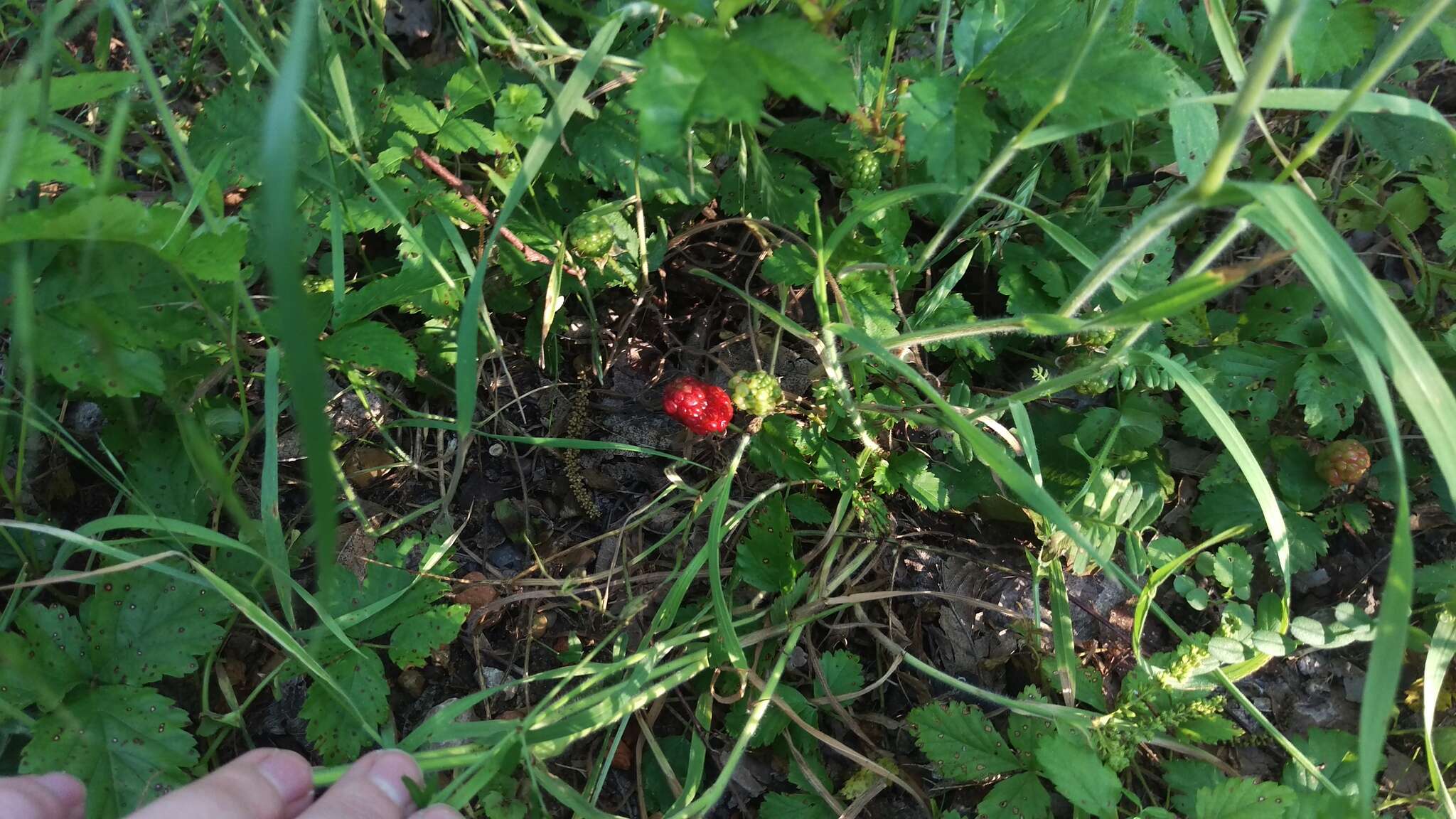 Sivun Rubus trivialis Michx. kuva