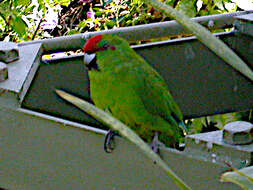 Image of Norfolk Parakeet