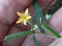 Image of Organ Mountain blazingstar