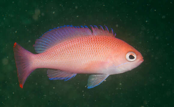 Image of Red-belted anthias