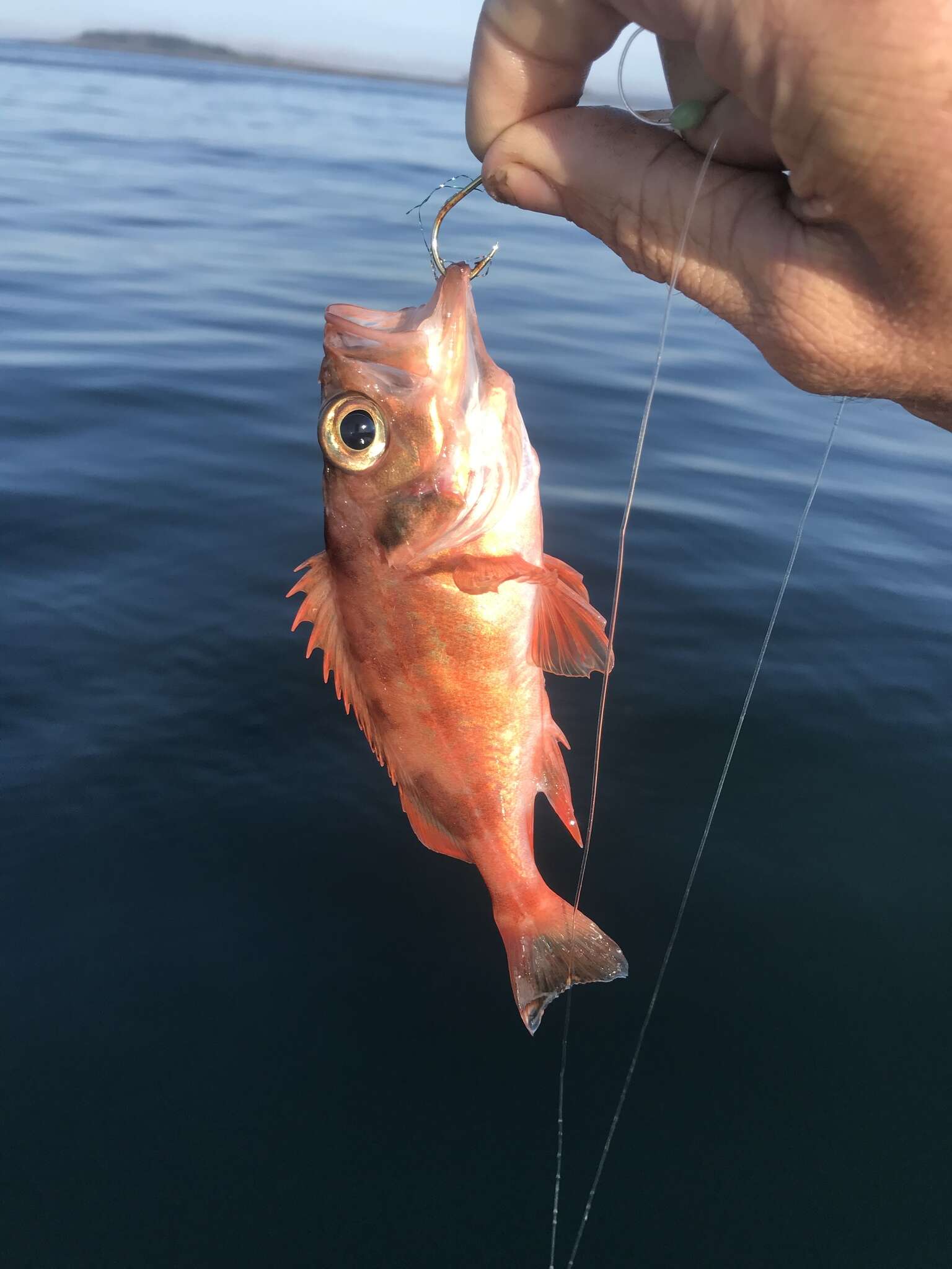 Image of Redfish