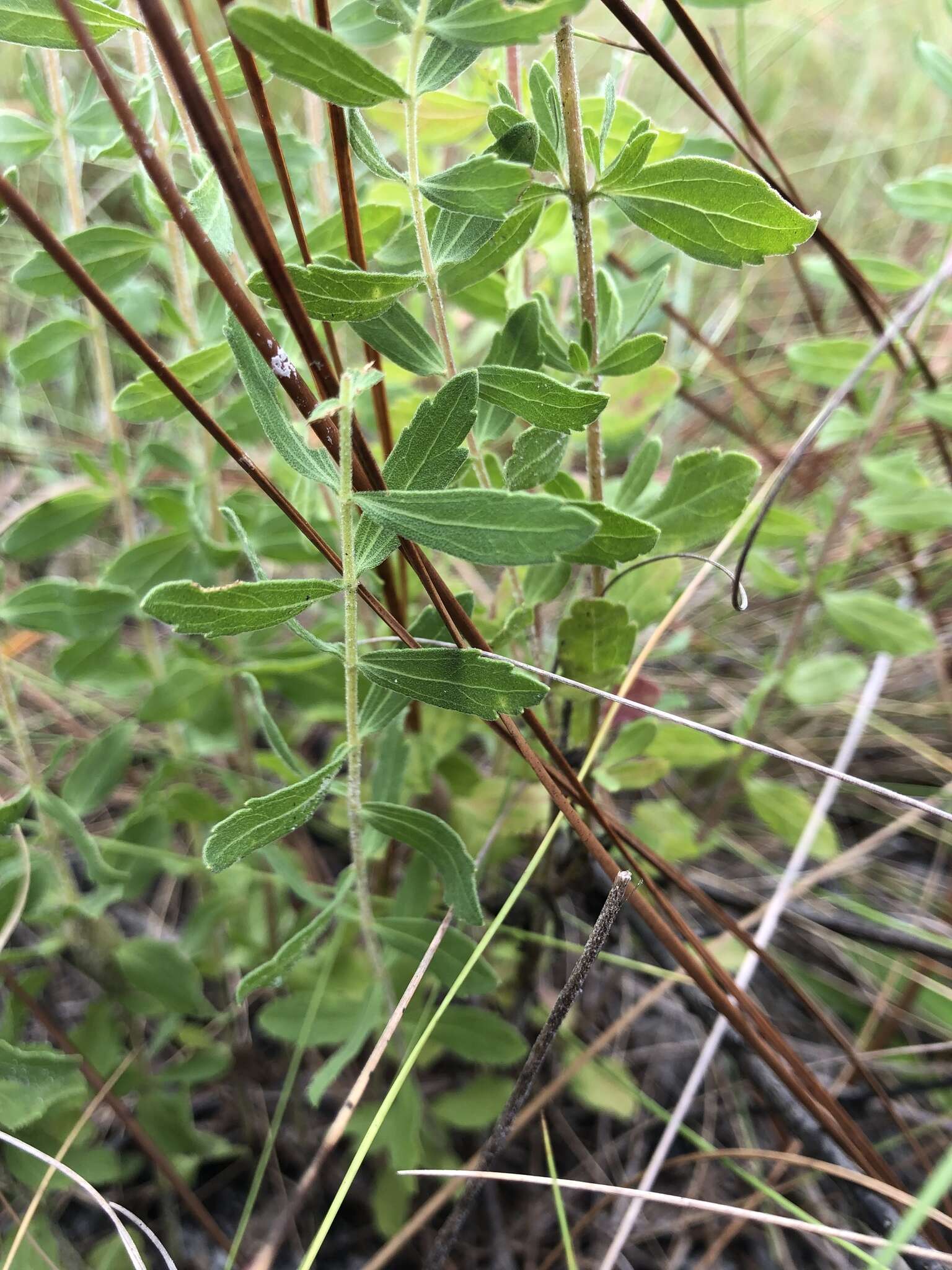 Image of waxy thoroughwort