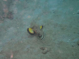 Image of Flasher scorpionfish