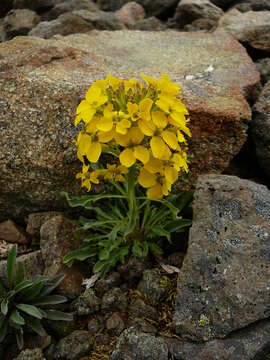 Image of Cascade wallflower