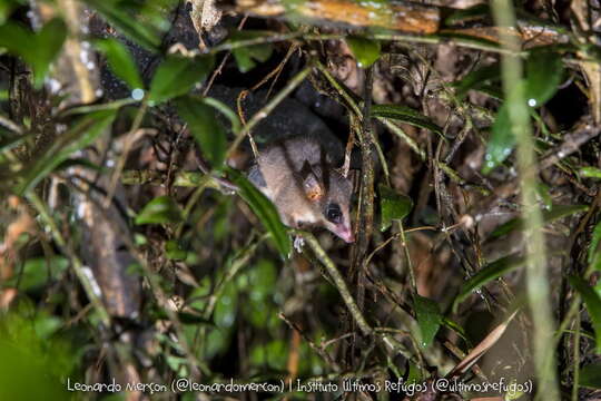 Image of Brazilian Gracile Mouse Opossum