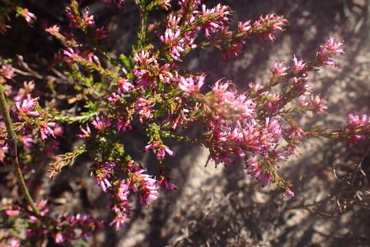 Image of Erica dispar (N. E. Br.) E. G. H. Oliver