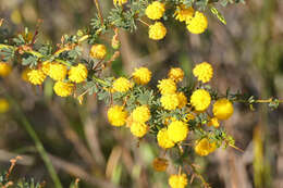 Acacia pulchella R. Br. resmi