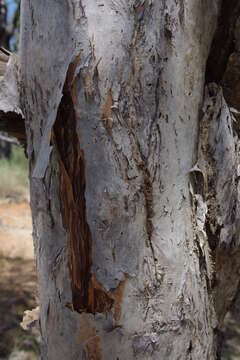 صورة Melaleuca foliolosa A. Cunn. ex Benth.