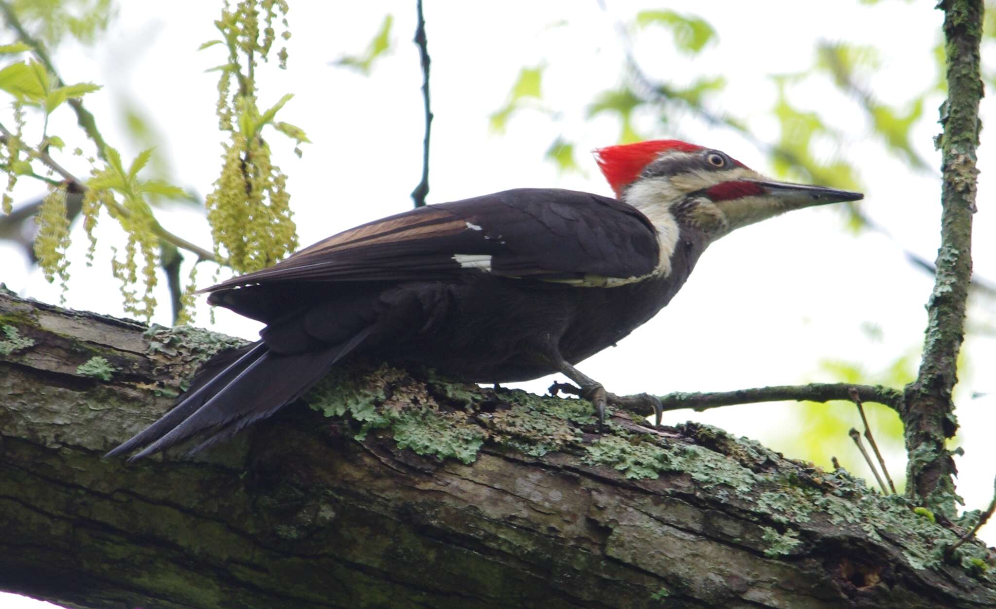 Image of Dryocopus pileatus abieticola (Bangs 1898)