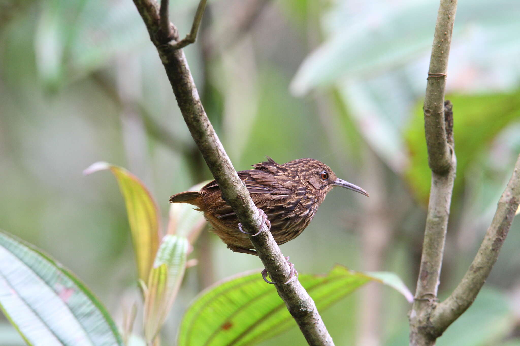 Image of Long-billed Wren-Babbler