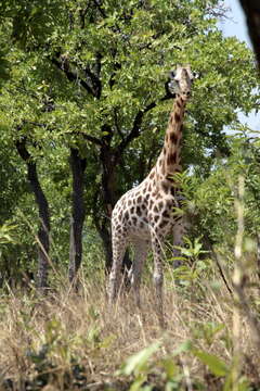 Image of Kordofan giraffe