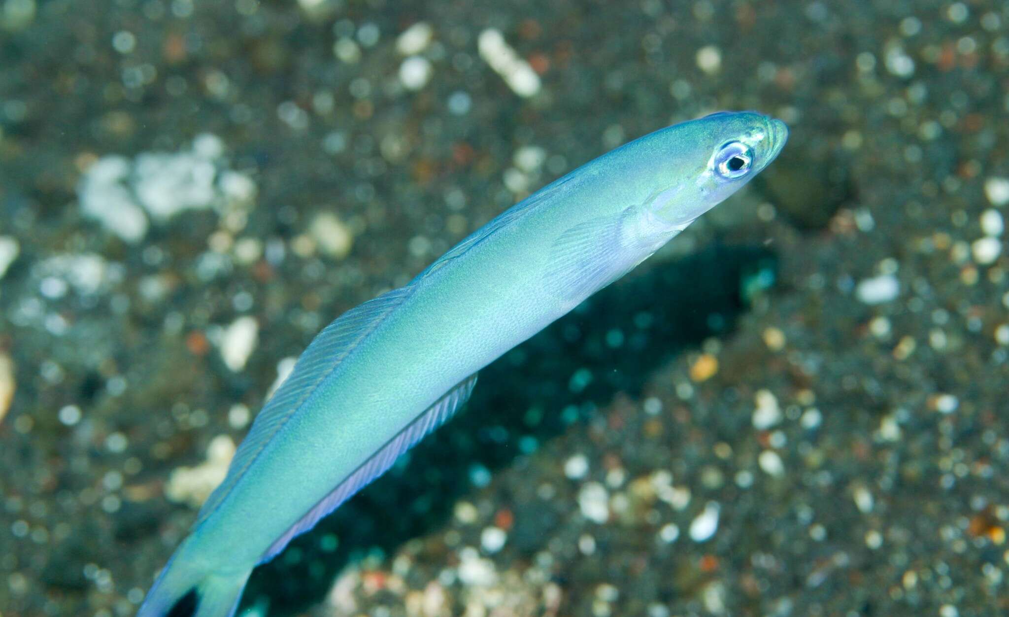 Image of Blacktail goby