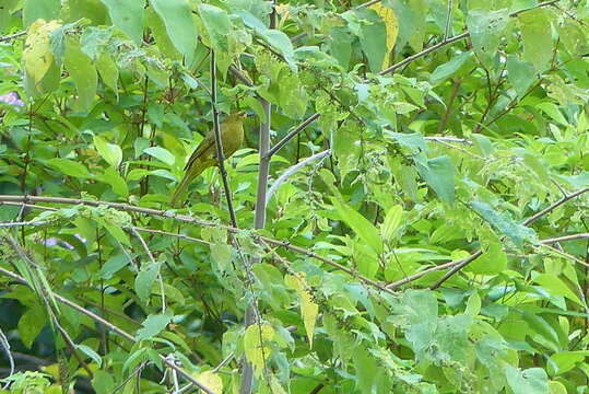 Image of Buru Golden Bulbul