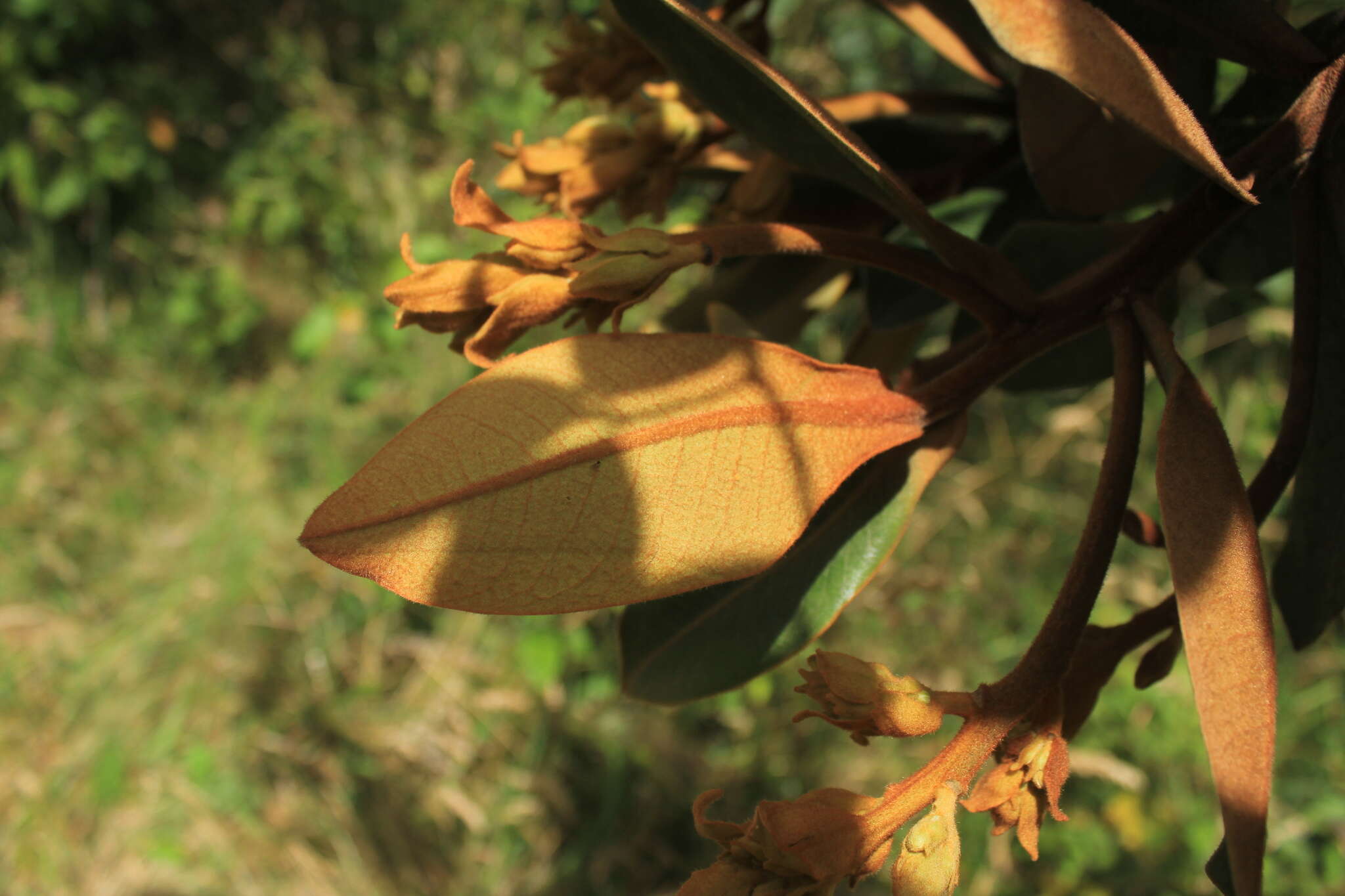 Image of Ocotea caesariata van der Werff