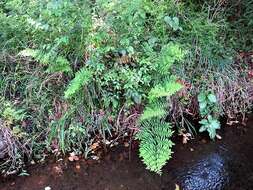 Image of Osmunda hilsenbergii Hook. & Grev.