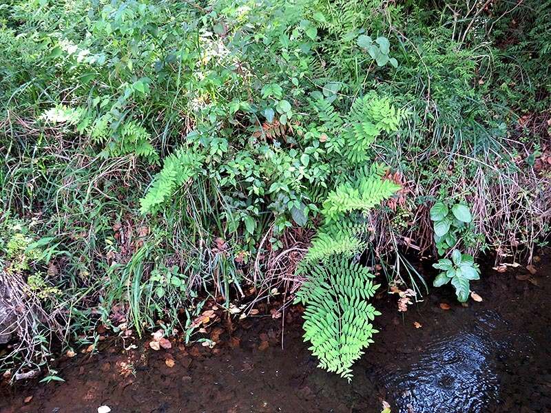 Слика од Osmunda hilsenbergii Hook. & Grev.