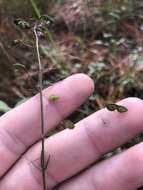 Imagem de Desmodium rigidum (Elliott) DC.