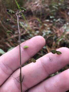 Image of stiff ticktrefoil