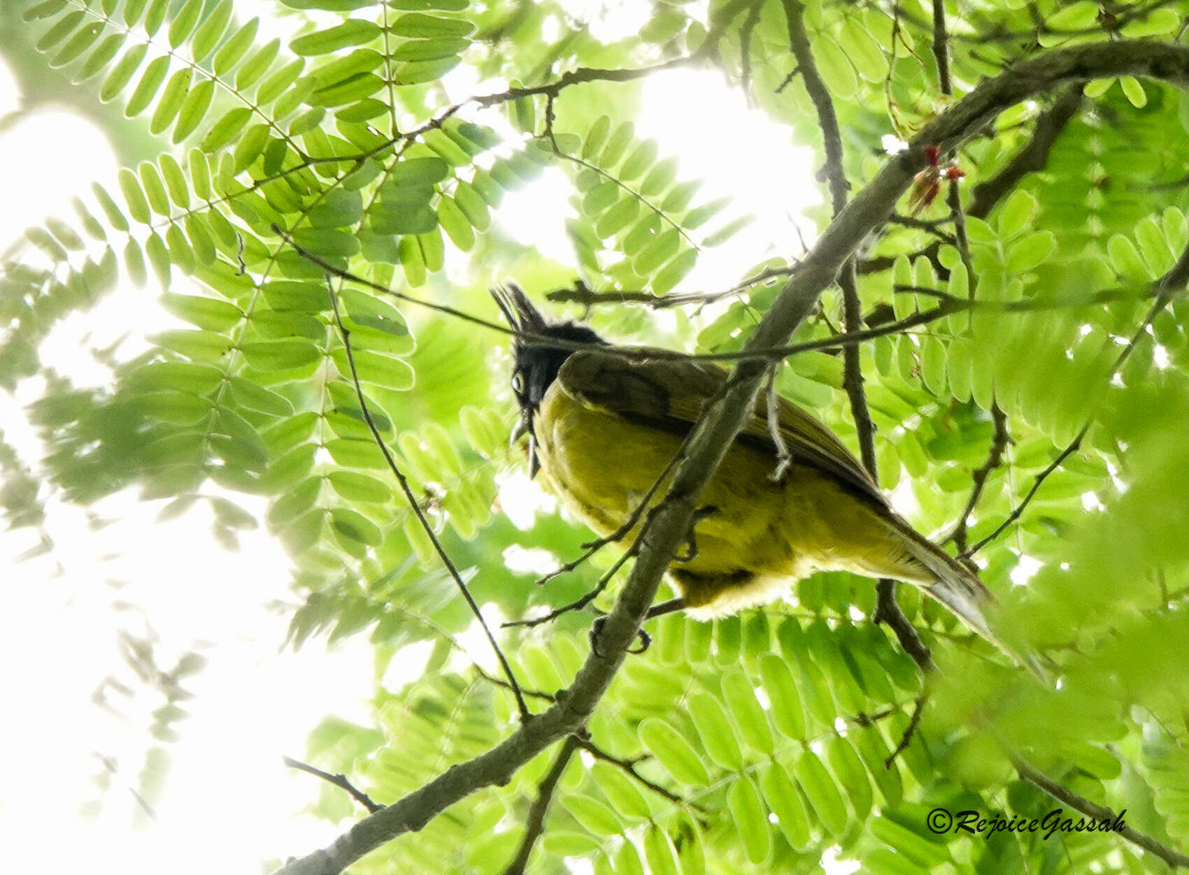 Image of Black-crested Bulbul